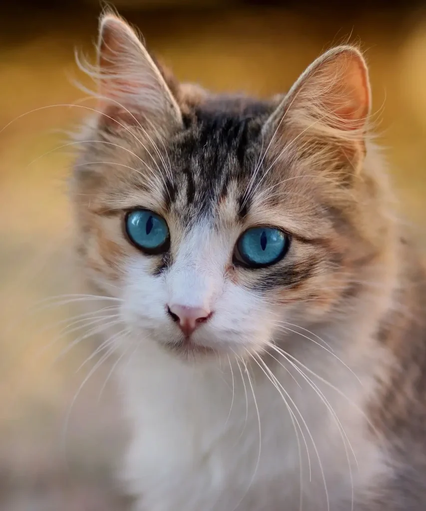chat