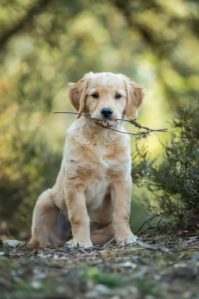 chien