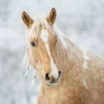 cheval