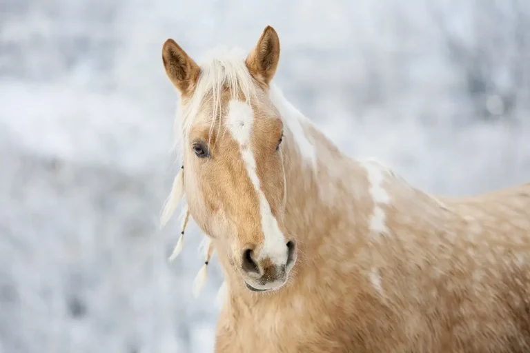 cheval