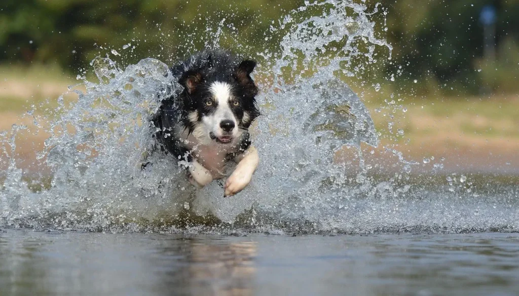 border-collie-667502_1280 WEBP (1) OK
