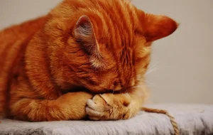 cat-1675422_1280 WEBP (1) OK
