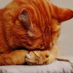 cat-1675422_1280 WEBP (1) OK
