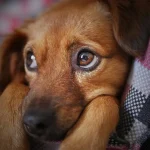 dog-3071334_1280 WEBP (1) OK