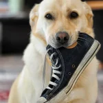 dog-633562_1280 WEBP (1) OK