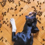 dog-food-5175619_1280 WEBP (1) OK