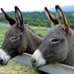 donkeys-105718_1280 WEBP (1) OK