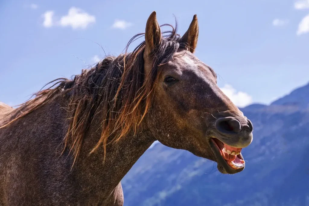 kinésiologie animale