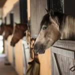 cheval écuries