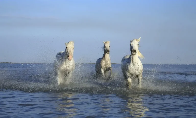 groupe chevaux