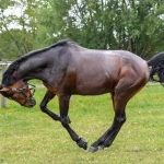 cheval se cabre