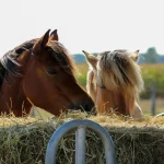 cheval mange