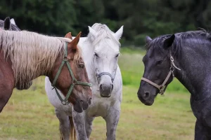 groupe chevaux équithérapeutes
