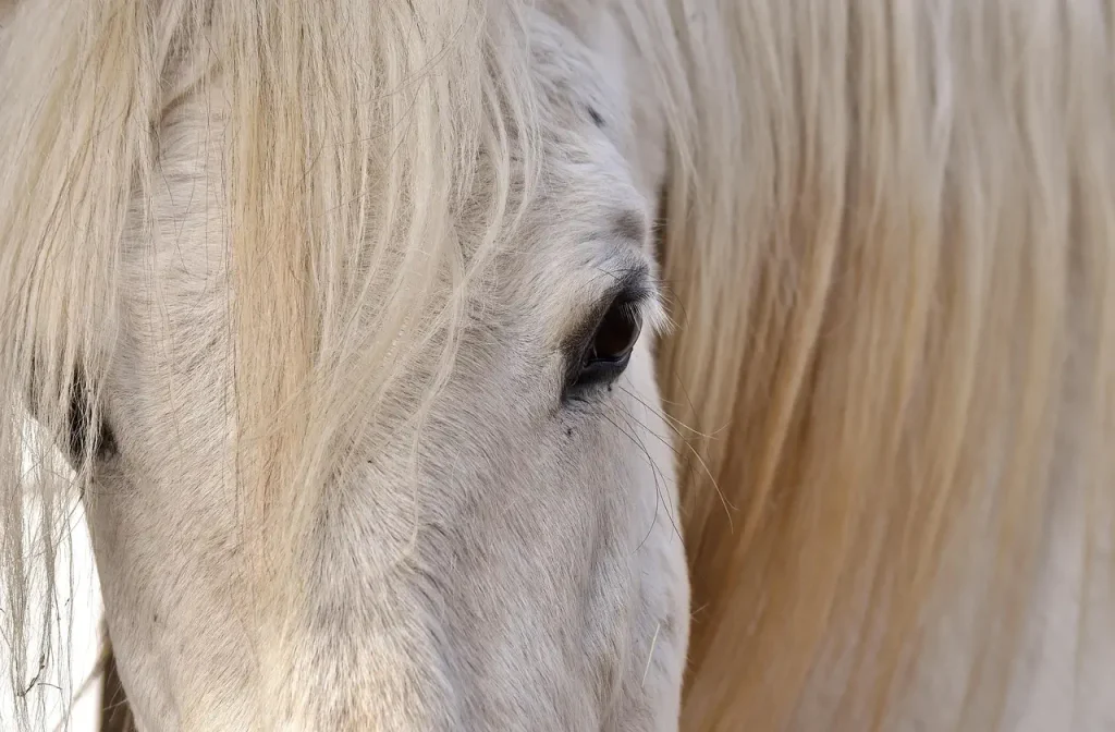 cheval équithérapeute