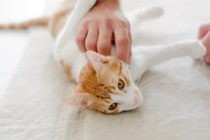 cat-6647197_1280 WEBP OK