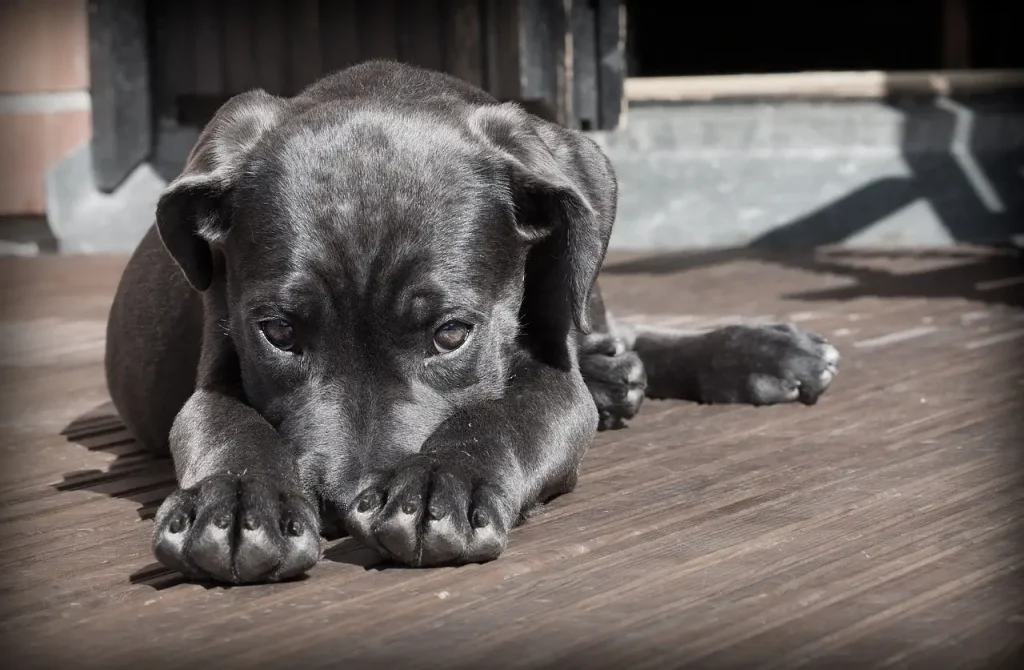 stress chez le chien
