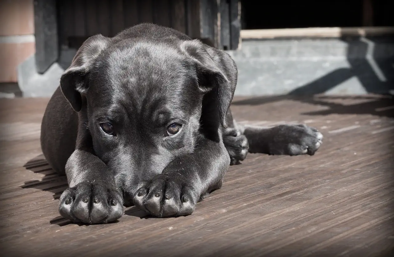 stress chez le chien