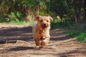 chien joyeux